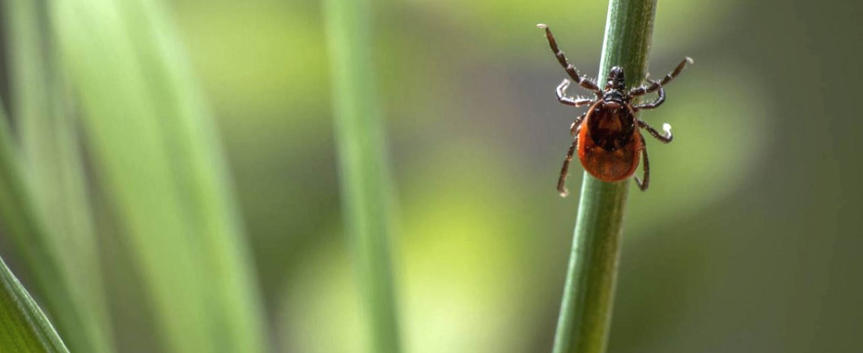 Клещи активизировались в Кузбассе: 105 укусов с начала сезона, 34 ребенка пострадали
