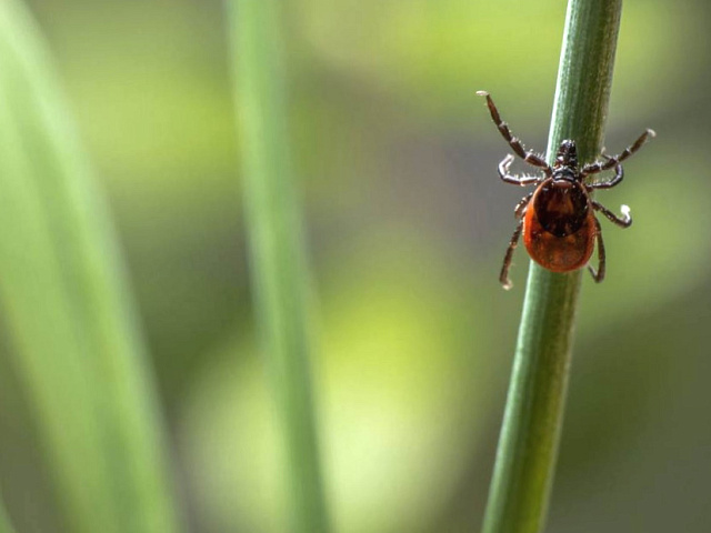 Клещи активизировались в Кузбассе: 105 укусов с начала сезона, 34 ребенка пострадали