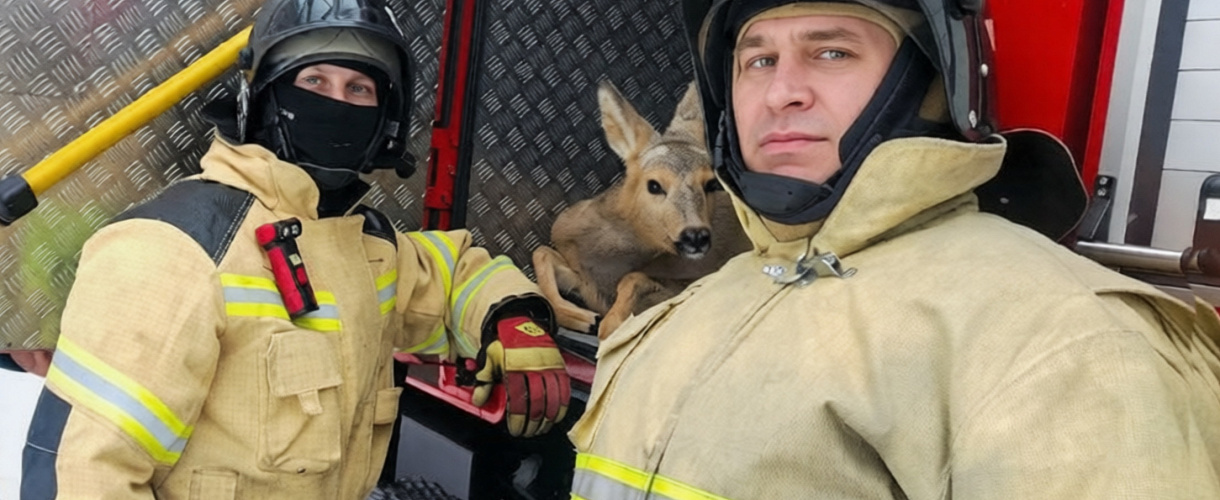 Кузбасские пожарные спасли косулю, застрявшую в заборе